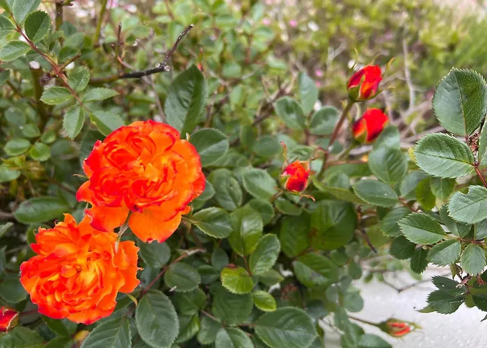 The Robin Hill Bed & Breakfast Torquay